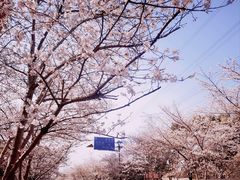 -高东镇樱花园