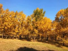 -塞罕坝国家级自然保护区