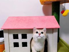 -Bastet sally猫舍购宠(静安店)