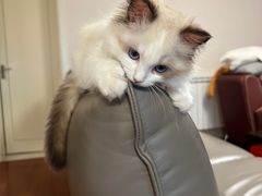 -东方名猫馆·英短金渐层布偶猫舍(环线广场1号楼店)