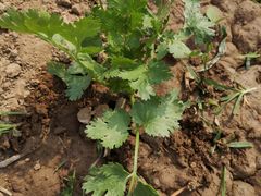 -杨柳青园艺科技博览园