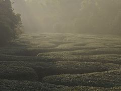 -大屏嶂森林公园
