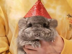 -龙猫仔乐园(惠福东路店)