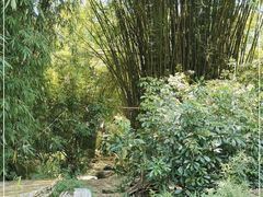 -云南勐巴娜西珍奇园