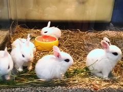 -布鲁豪斯亲子欢乐家庭餐厅