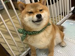 -逗柴咖啡屋·狗咖猫咖宠物桌游