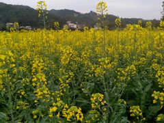 -红山村