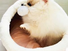 -翊宠yipet猫狗购宠庄园犬舍•猫舍