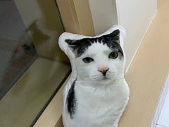 -柏萃动物医院·骨科·牙科