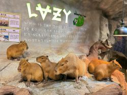 -Zoolung Zoolung动物主题公园(海信广场店)