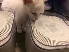 -喵屿·大理花园猫咖