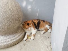-龙华寺