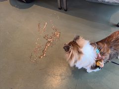 -爪吧宠物乐园 (温榆河示范区店)