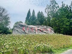 -东平国家森林公园
