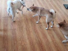 -柴犬高等学院·狗咖·柴犬售卖·宠物训练