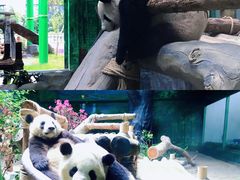 -灵玲国际马戏城