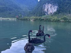 -靖西鹅泉风景区