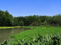 -桤木河湿地公园