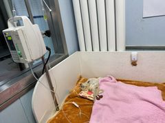 -纳吉亚猫专科动物诊疗中心(蒋宅口分院)