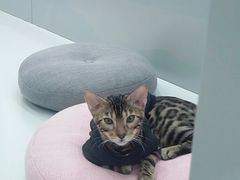 -糯米喵星人·撸猫猫舍咖啡馆(西市场嘉华店)