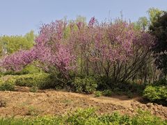 -洛阳市隋唐城遗址植物园