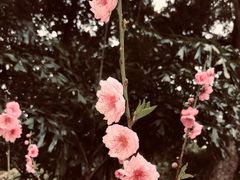 -桃花涧