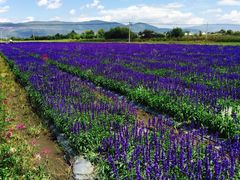-白家寨子·山野白族菜(古城总店)