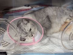 -四月宠物医院·猫专科·心脏专科·内科(转塘店)
