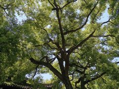 -西园戒幢律寺
