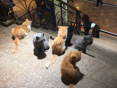 -more than meow吴止猫主题餐厅(承德 中船汇店)