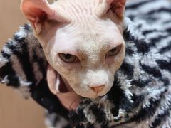 -MOCHA明星猫咖(田子坊店)