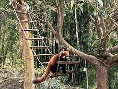 -都江堰中华大熊猫苑