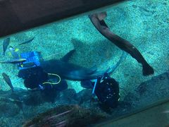 -暹罗海洋世界