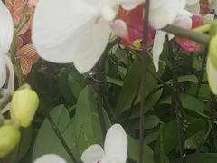 -金科花卉市场