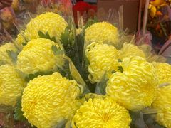 -越秀西湖花市(广州城市广场花卉店)