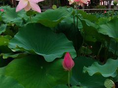 -石家庄市植物园
