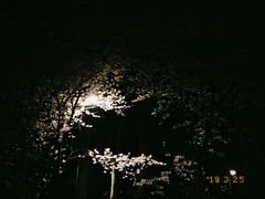 -武汉大学-樱园