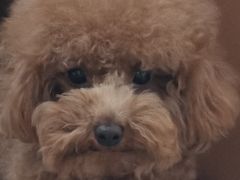 -全心全意连锁动物医院·微创中心·内科急重症·心脏专科(丰管路店)