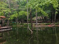 -牛背梁国家森林公园