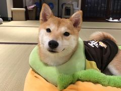 -逗柴咖啡屋·狗咖猫咖宠物桌游