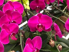 -金陵花卉交易市场