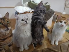 -李小姐の猫咖啡馆(五角场店)