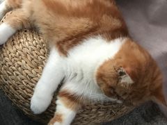 -爱侣宠医·鹦鹉专科·小型哺乳类·异宠专科(灵石路店)