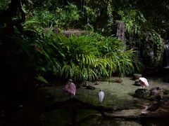 -奥兰多迪士尼动物王国乐园