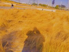 -王借岗森林公园