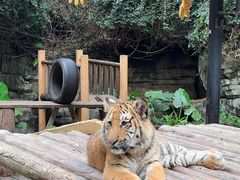 -广州长隆野生动物世界