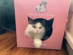 -喜多萌中农锦绣动物医院24H·猫科·牙科MRI·CT