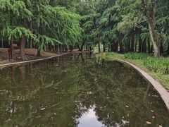 -上海共青森林公园