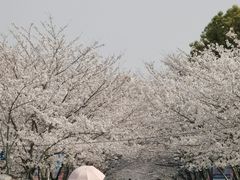 -高东镇樱花园