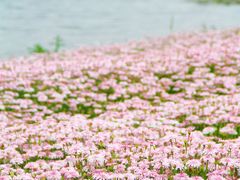 -春花秋色城市公园